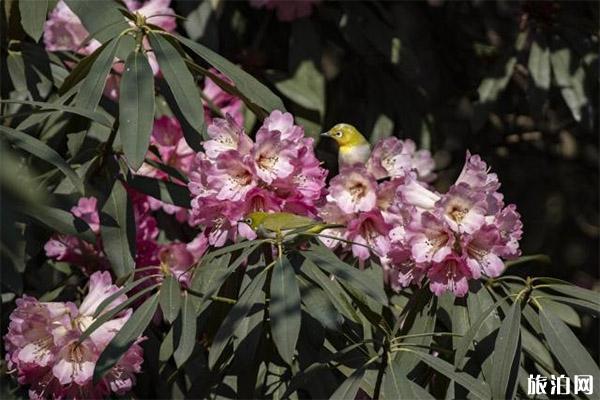 珠江源景區(qū)杜鵑花幾月開 停車收費標準+景區(qū)介紹