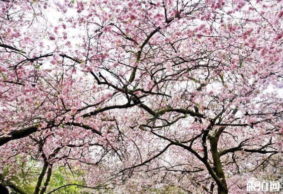 英国樱花几月开 英国樱花观赏地点推荐