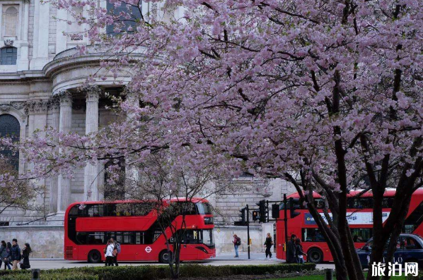 英国樱花几月开 英国樱花观赏地点推荐