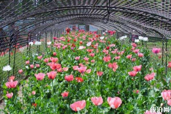 2020中科院武汉植物园开放了吗 门票预约指南