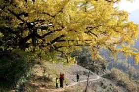 安康市白河县东坡村介绍
