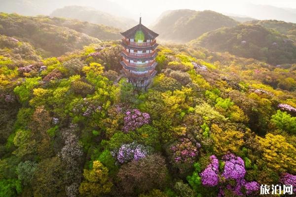 2020年金佛山杜鹃花什么时候开 现在重庆周边哪里可以赏花