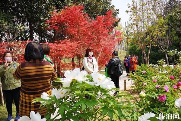 2020郑州植物园牡丹花开了吗-游玩攻略