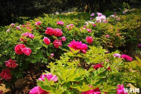 2020郑州植物园牡丹花开了吗-游玩攻略