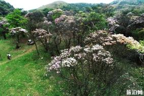 罗定八排山杜鹃花花期