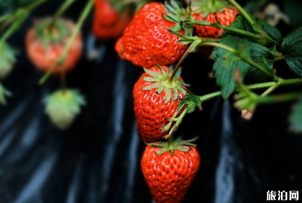 2020年重庆草莓采摘价格-采摘园推荐