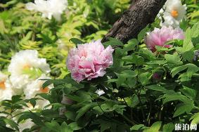 2020年洛阳牡丹花会期间哪里停车-停车收费标准