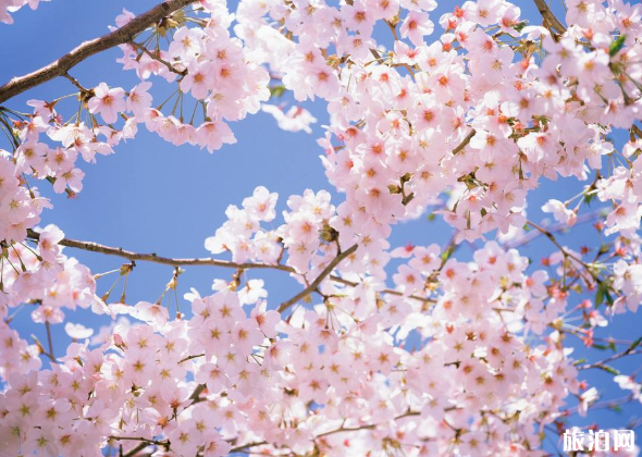 樱花是日本的国花吗 樱花有几种颜色
