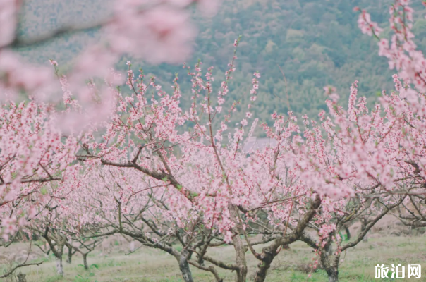 莫干山春季景色如何-交通住宿指南