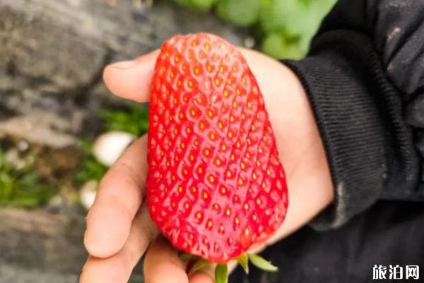 周口草莓采摘园营业时间-价格-在哪里