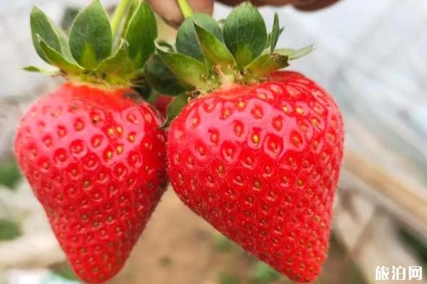 周口草莓采摘园营业时间-价格-在哪里