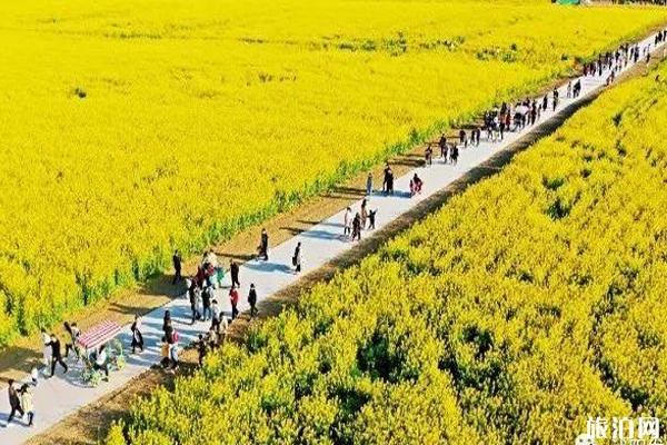 2020沭阳油菜花海旅游节时间-活动安排