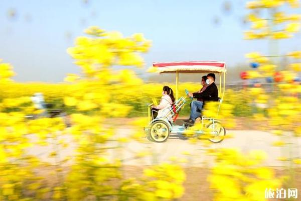 2020沭阳油菜花海旅游节交通管束