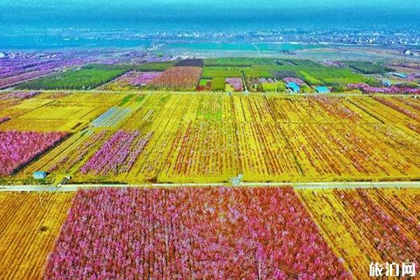 2020沭阳油菜花海旅游节交通管制-停车位置-公交路线