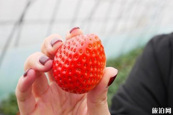 南京周边草莓哪儿好 南京周边草莓采摘园推荐