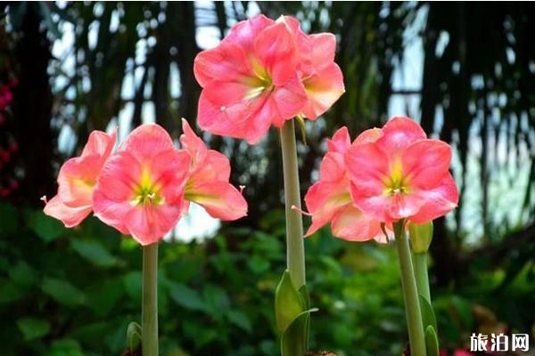 2020华南植物园朱顶兰花展时间-地点-活动介绍
