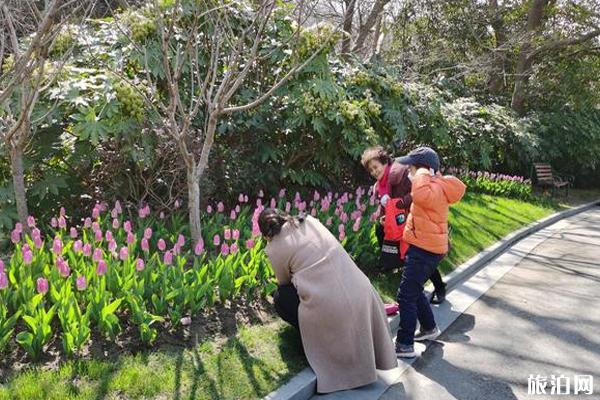 南通嗇園郁金香花展2020時間-門票-活動介紹