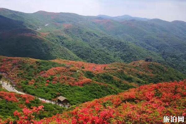 大圍山國家森林公園門票多少錢 游玩攻略