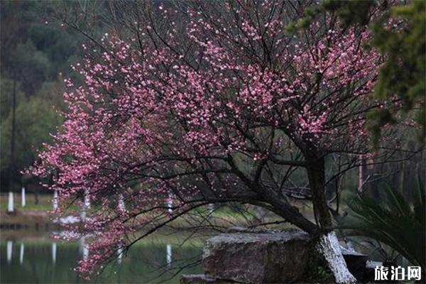 宣城賞花地推薦 附賞花地圖