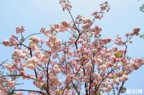 顾村公园晚樱什么时候开花 顾村公园晚樱攻略