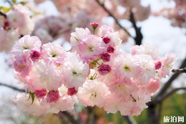 顧村公園晚櫻什么時候開花 顧村公園晚櫻攻略