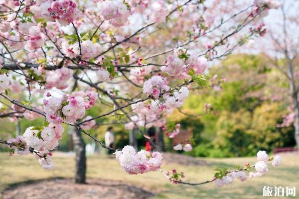 顾村公园晚樱什么时候开花 顾村公园晚樱攻略