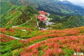阳明山杜鹃花海的时间2020和攻略信息