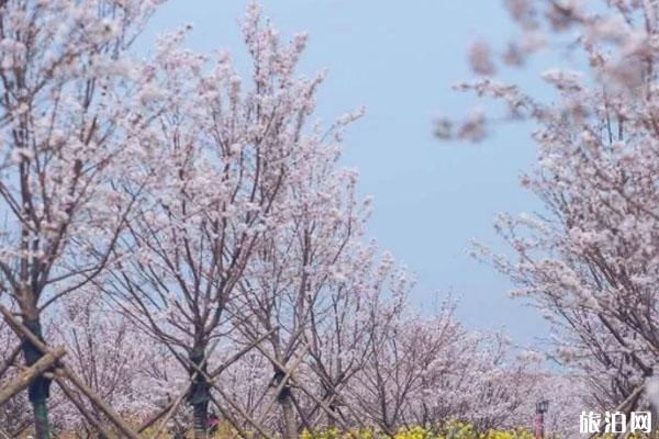 古柏渡歉乐樱花圃开放了吗 门票代价