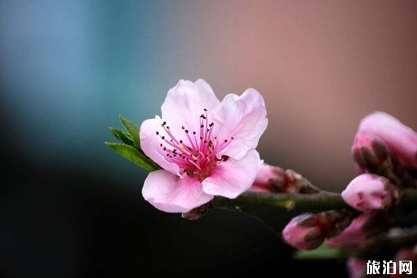 七彩云南旅游 - 云南桃花观赏地点推荐