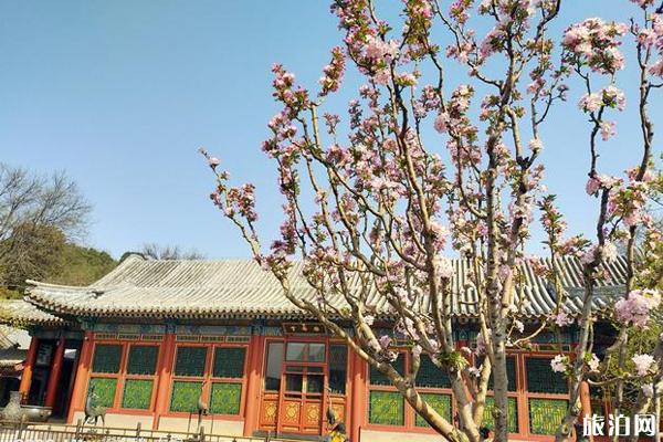 頤和園海棠觀賞時間 頤和園海棠樹在哪里看