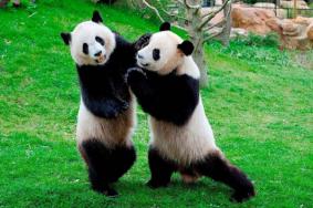 2020成都熊猫基地票价交通 成都大熊猫繁育基地攻略