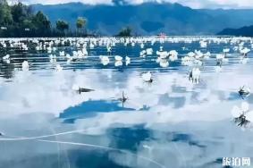 2020泸沽湖水性杨花什么时候开花