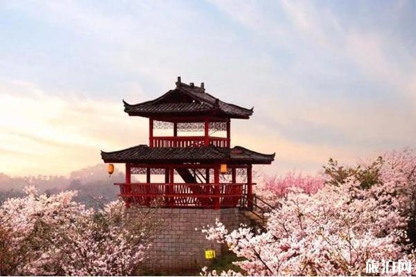 2020扬州樱花花海旅游文化节时间和地点及活动介绍