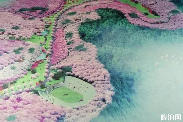 2020扬州樱花花海旅游文化节时间和地点及活动介绍