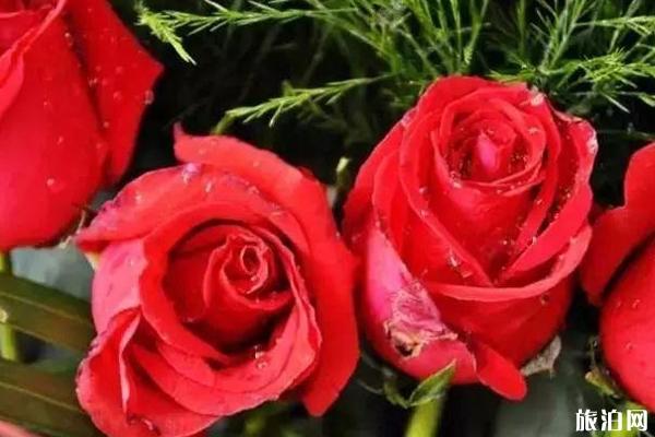 2020广西玫瑰花文化节时间和地点和门票