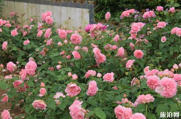 2020長沙春季賞花好去處-門票及交通指南