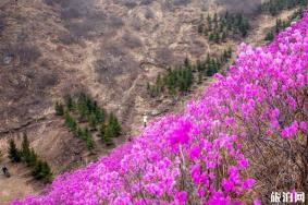 鞍山岫岩映山红什么时候开花 鞍山岫岩映山红门票多少钱