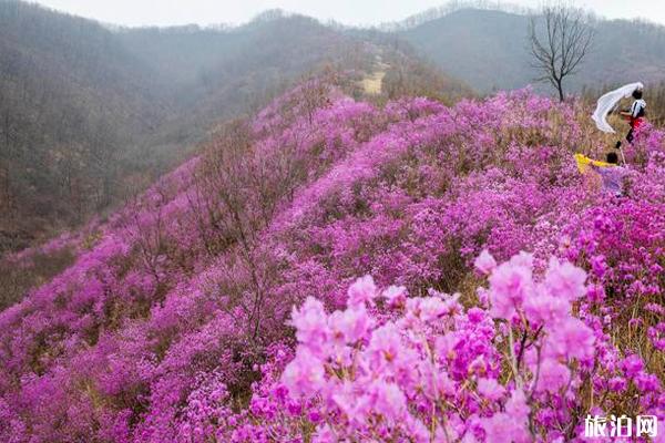 鞍山岫巖映山紅什么時候開花 鞍山岫巖映山紅門票多少錢