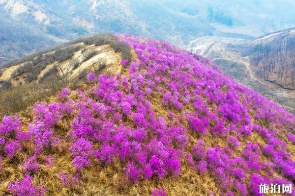 鞍山岫巖映山紅什么時候開花 鞍山岫巖映山紅門票多少錢