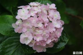 南京绣球花在哪里看