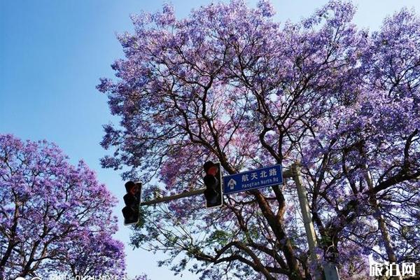 2020西昌蓝花楹开花时间 西昌蓝花楹在哪条街可以看