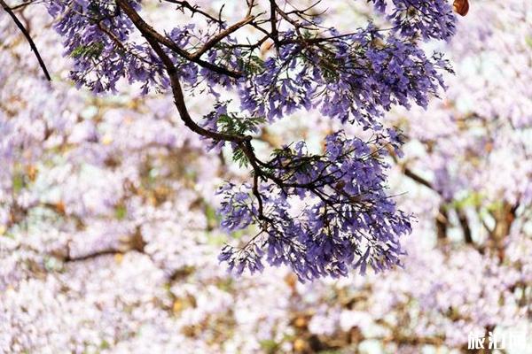 2020西昌藍花楹開花時間 西昌藍花楹在哪條街可以看