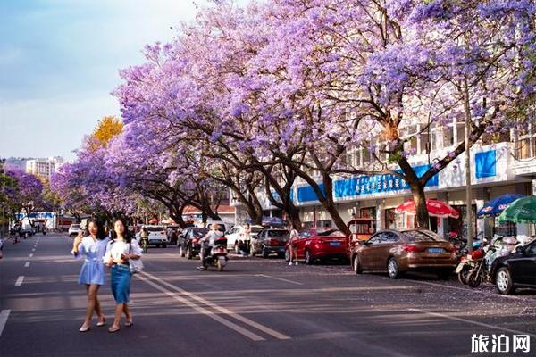 2020西昌蓝花楹开花时间 西昌蓝花楹在哪条街可以看