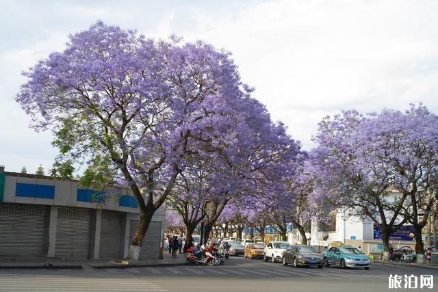 2020西昌藍花楹開花時間 西昌藍花楹在哪條街可以看