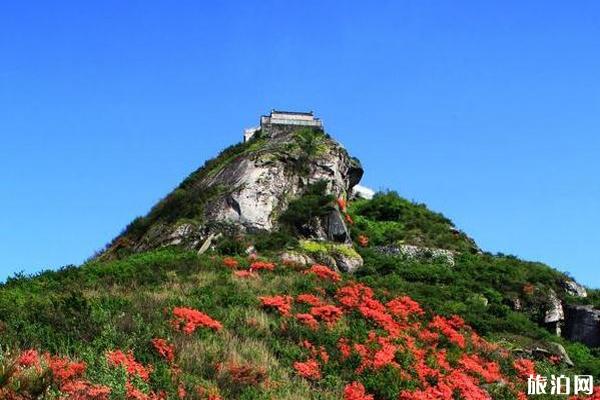 衡山杜鹃花甚么时候开战没有雅赏天面保举