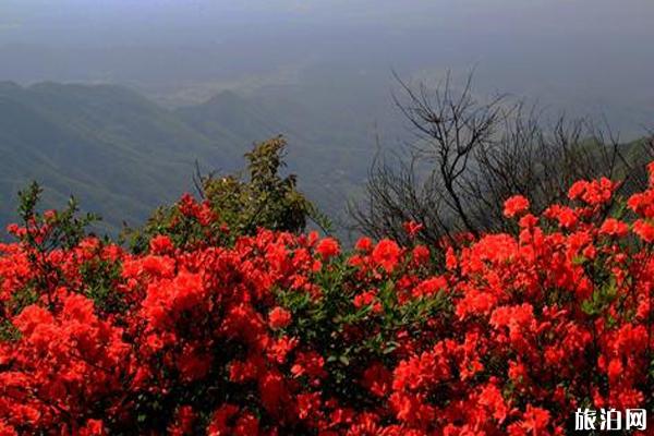 衡山杜鹃花什么时候开和观赏地点推荐