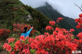 衡山杜鹃花什么时候开和观赏地点推荐