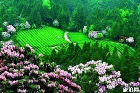 2020天台山杜鹃花最佳时间和观赏攻略