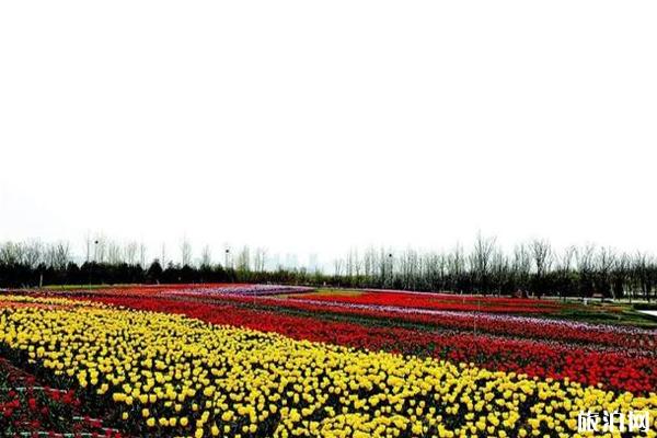 2020太原晋阳湖公园郁金香花展时间和门票和地点