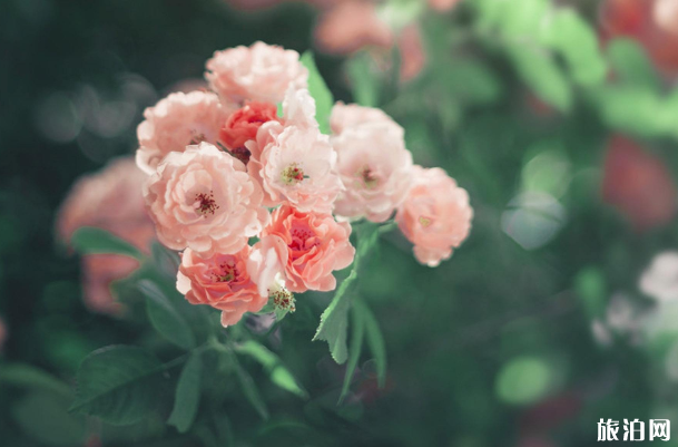 成都薔薇花在哪里看-門票價格